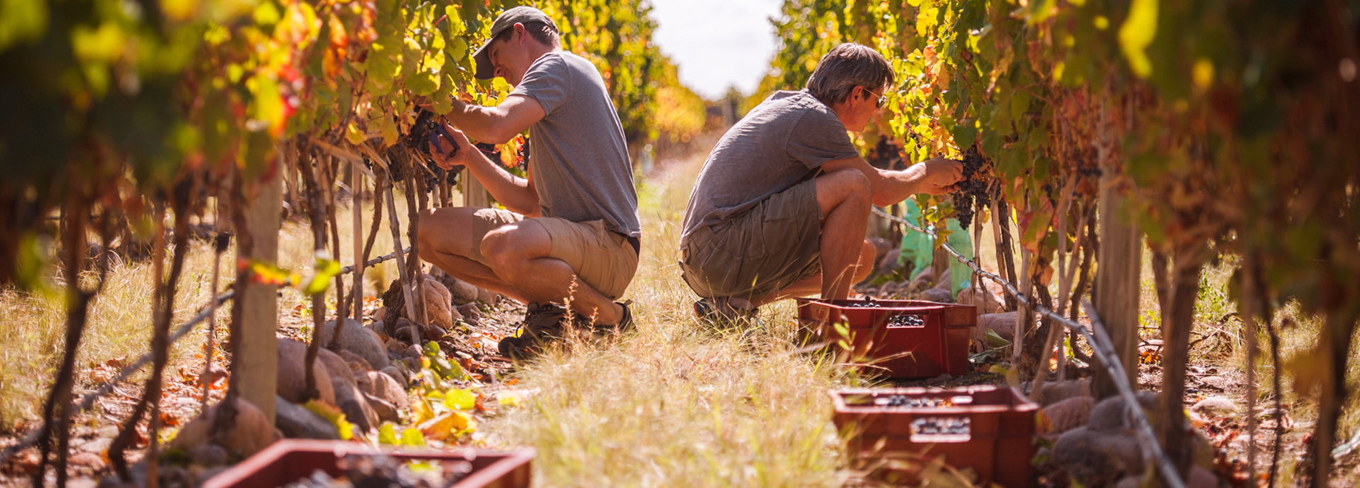 Tourists picking grapes in a vineyard in the Mendoza wine region of Argentina