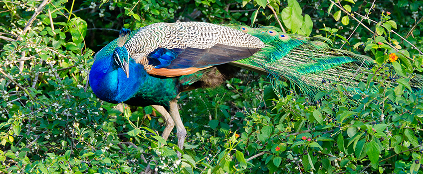 Stunning wild peacock in Sri Lanka