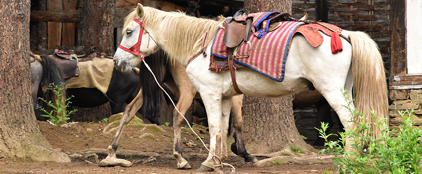Horses await their riders in Bhutan