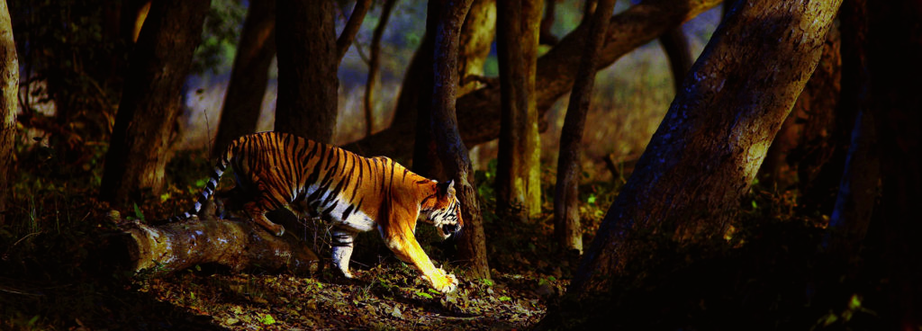 Bengal tiger prowls through darkened forest in Dudhwa National Park, India