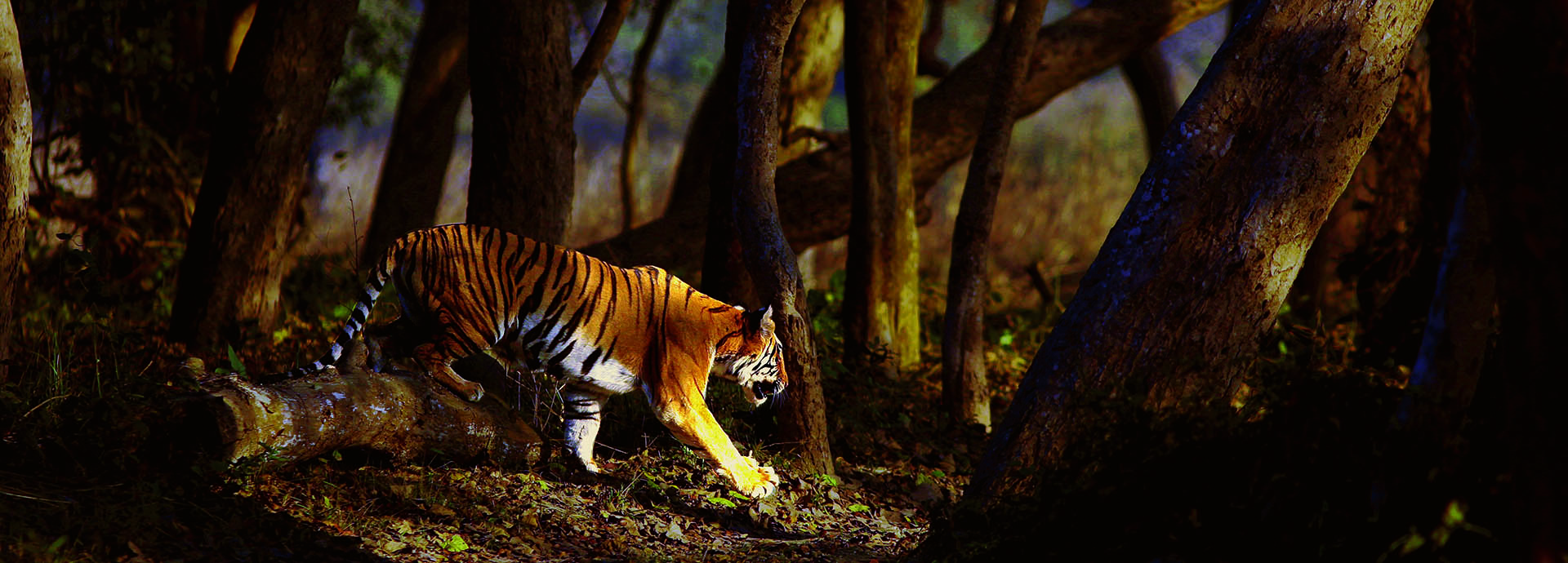 Bengal tiger prowls through darkened forest in Dudhwa National Park, India