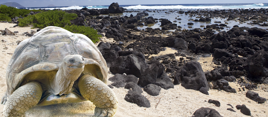 Wildlife encounters in the Galápagos include the endemic giant tortoises