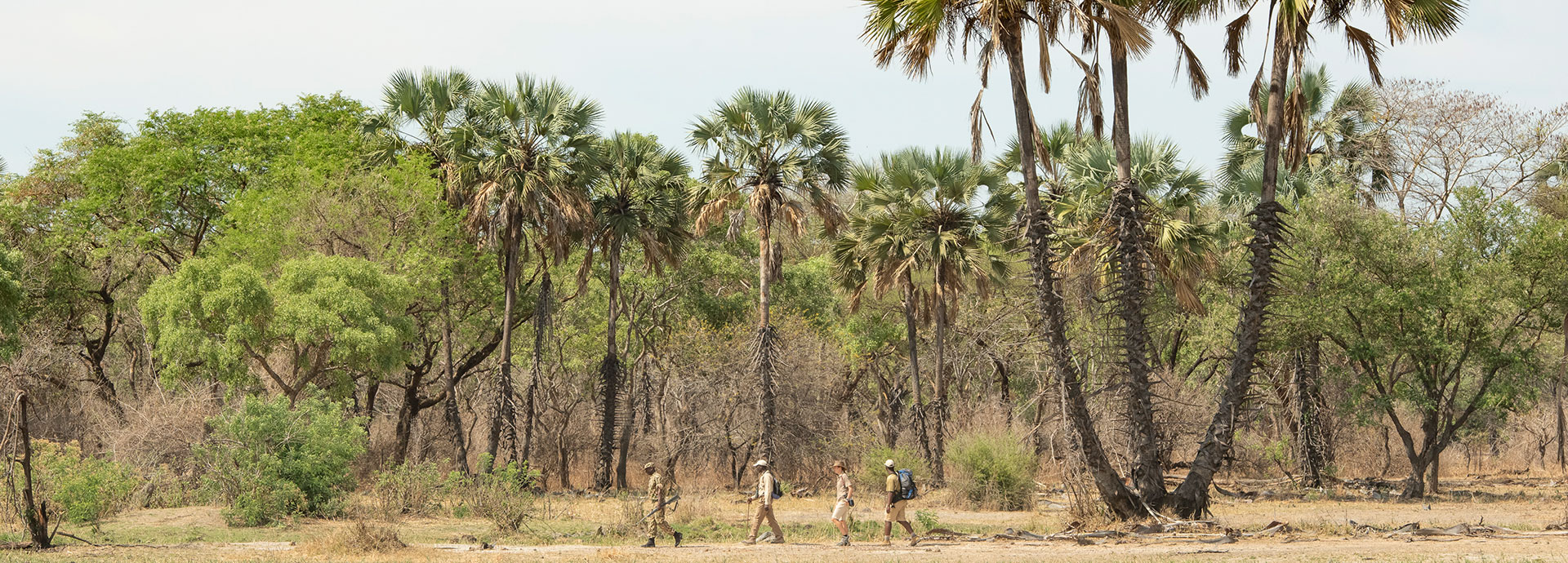 A walking safari through South Luangwa National Park
