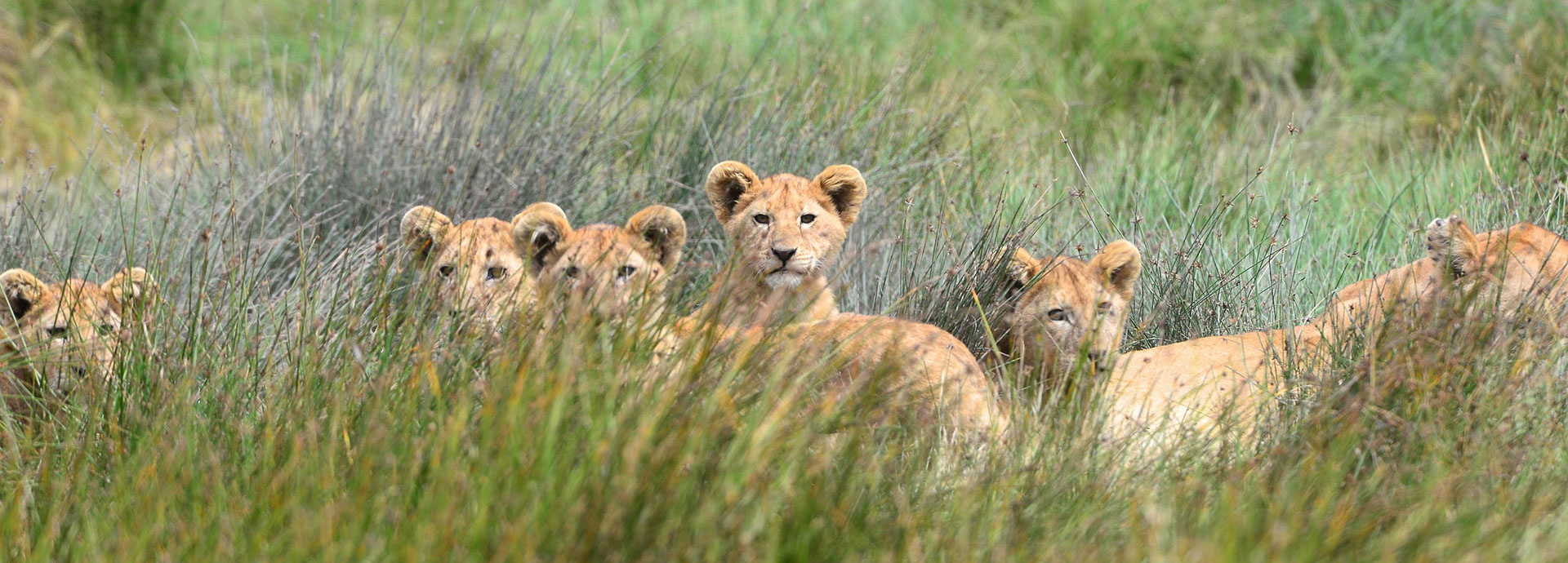 Lion cubs hiding in the tall grass of the Serengeti