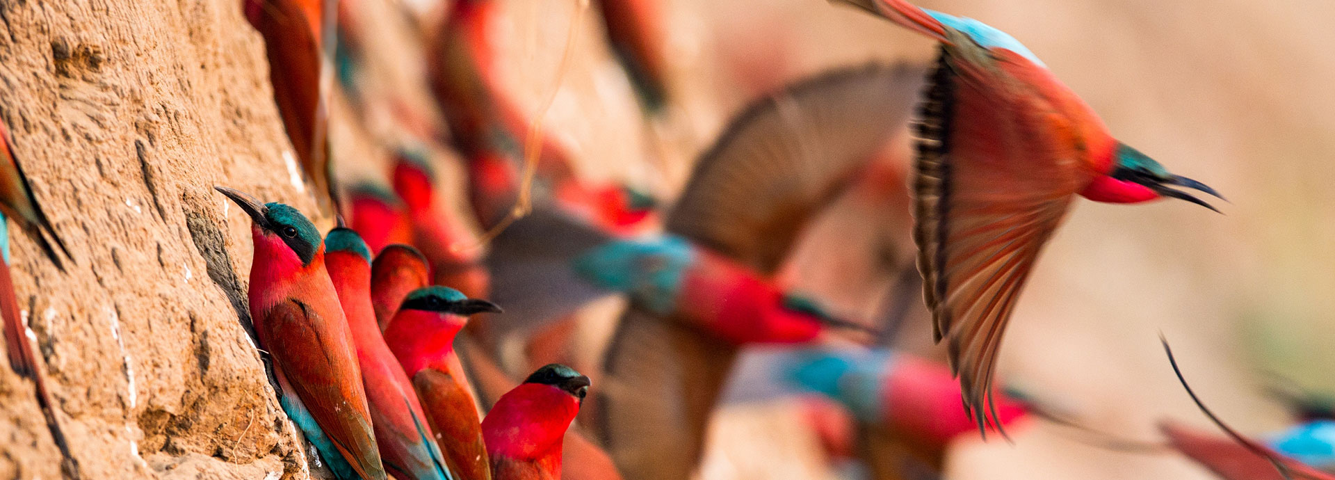 Carmine bee eaters nesting in the banks of the South Luangwa River