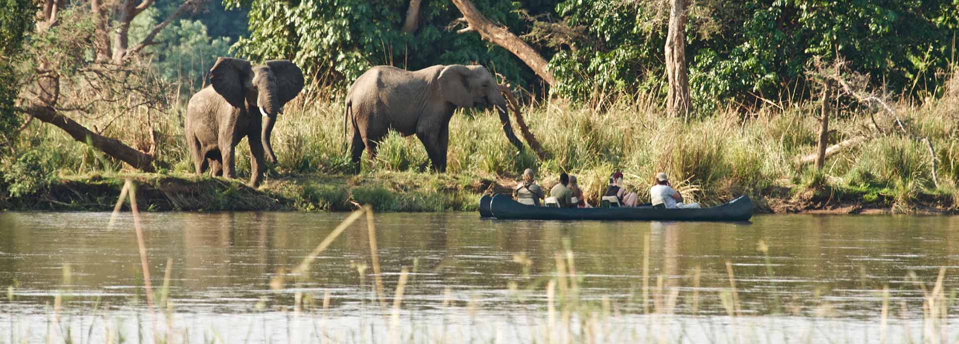 A canoeing safari on the Zambezi River watches elephant drinking from the bank