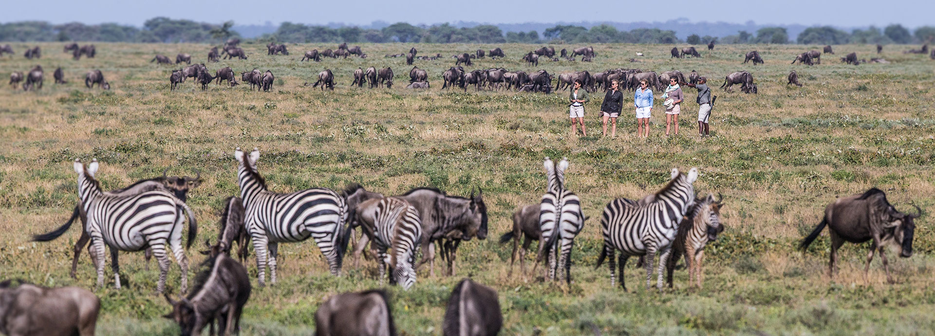 Tourists walking amongst the herds of the Great Migration on the Serengeti