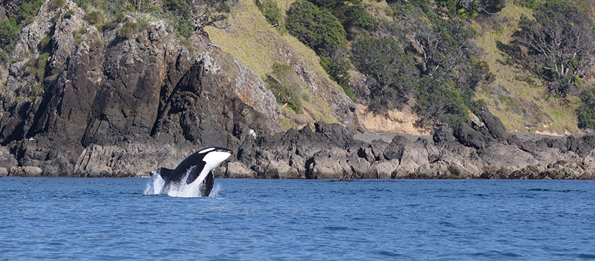 Things to do in New Zealand #673: go orca-watching with an expert. An orca leaps off the coast of New Zealand