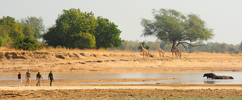 A walking safari on the banks of the Luangwa River in Zambia, with hippos and giraffes in the background