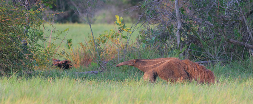 Giant anteater in tall grass in Brazil