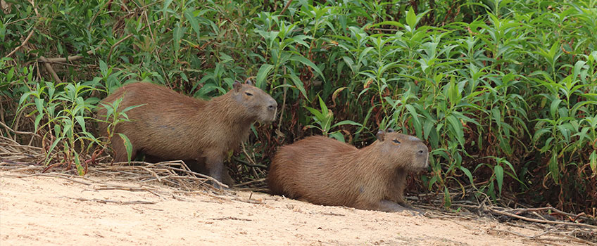 Capybaras in the Pantanal Delta