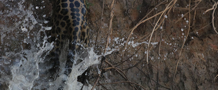 A brief glimpse on a jaguar safari
