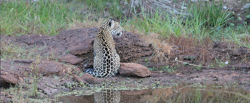 A sighting of an endangered jaguar