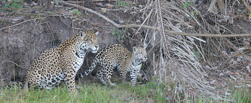 Jaguar mother and cub