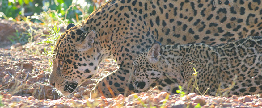 Jaguar and cub in Brazil