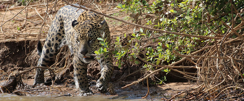 A large Mae jaguar stalks the banks of a river