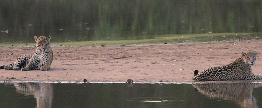 Two jaguars lying on the banks of the Pantanal Delta