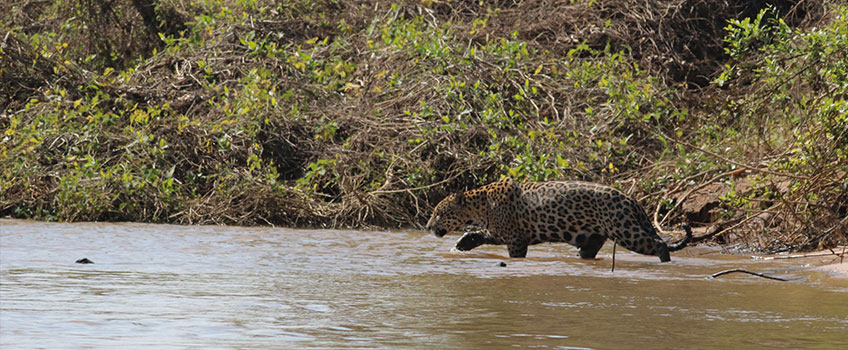 Jaguar crossing a river on a Brazilian jaguar safari
