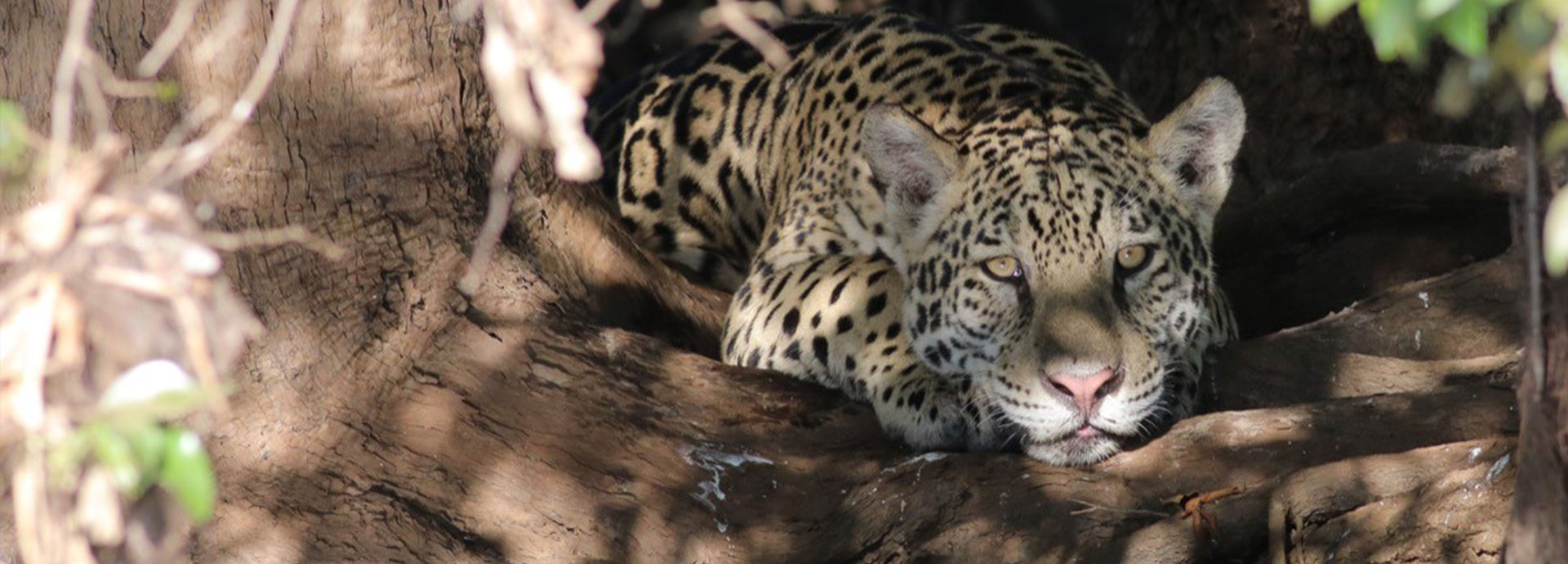 A lazy jaguar on a log, seen on a Brazil jaguar safari