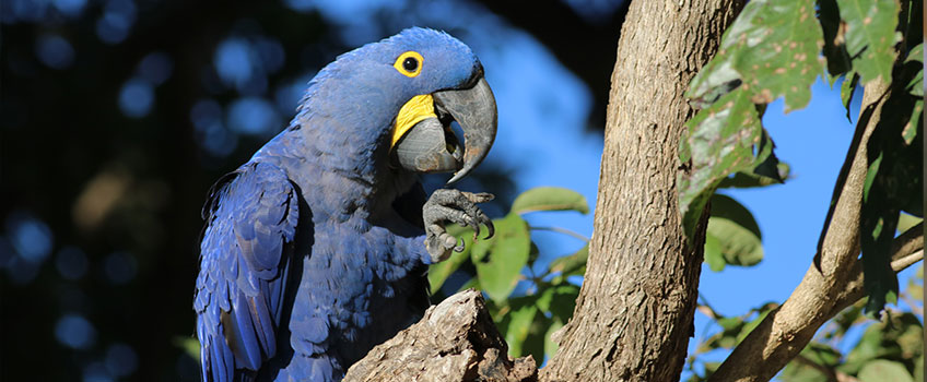 A hyacinth macaw - the world's largest parrot species.
