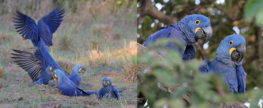 A folk of hyacinth macaws in Brazil