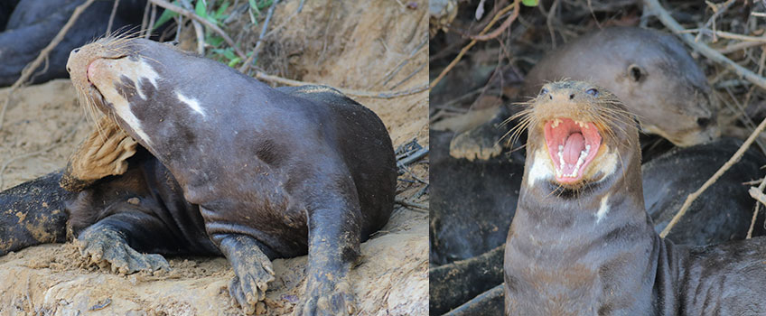 Giant otters on the banks of the Amazon, Brazil