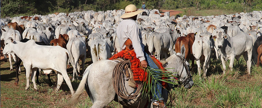 Gauchos herding cattle in Brazil