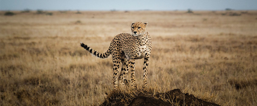 A cheetah stands majestically on a mound in the Serengeti