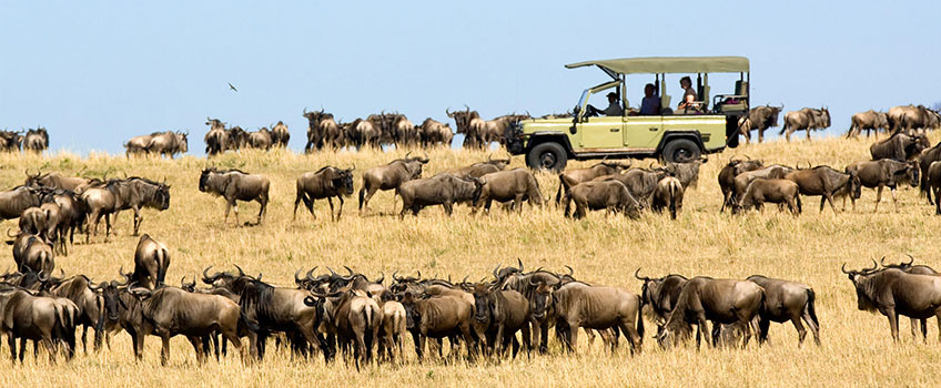 A game drive through the Great Migration on a Serengeti tour