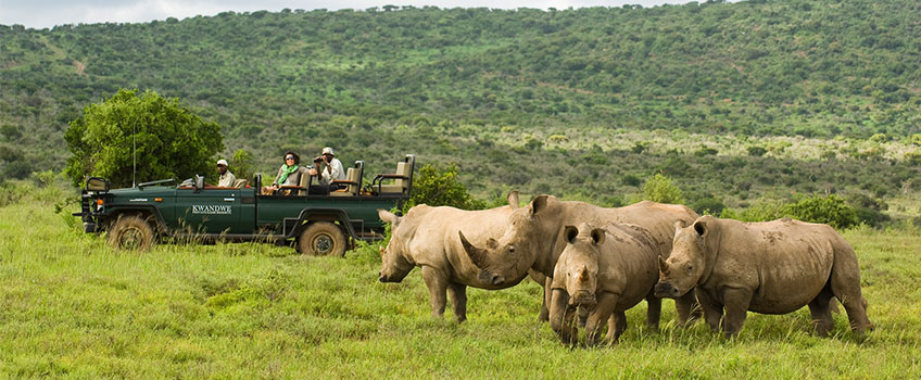 A safari game drive watching white rhinos in South Africa