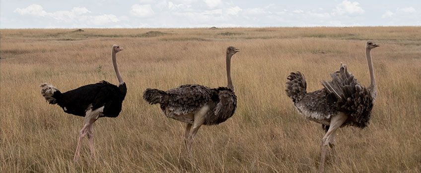 Ostriches on a grassy plain in South Africa