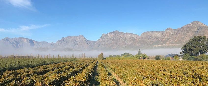 A view across the winelands of South Africa with mountains in the background