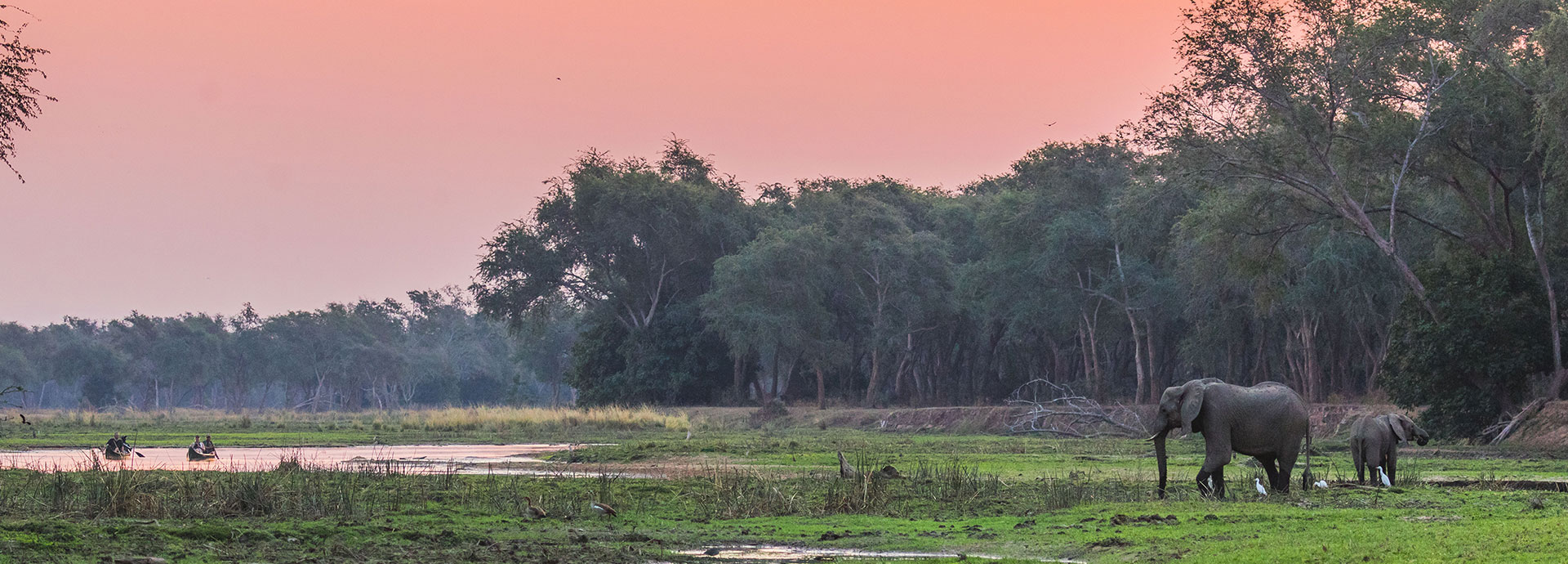Elephants at sunset in Botswana