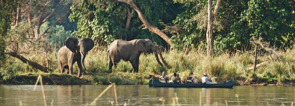 Elephants drinking on the banks of the Zambezi River