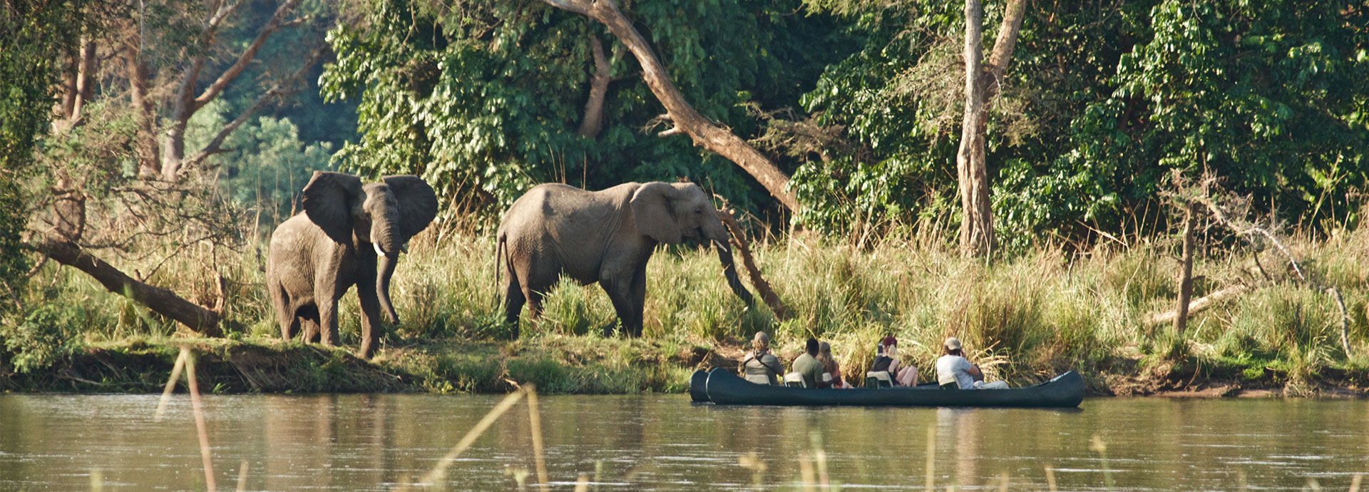 Elephants drinking on the banks of the Zambezi River