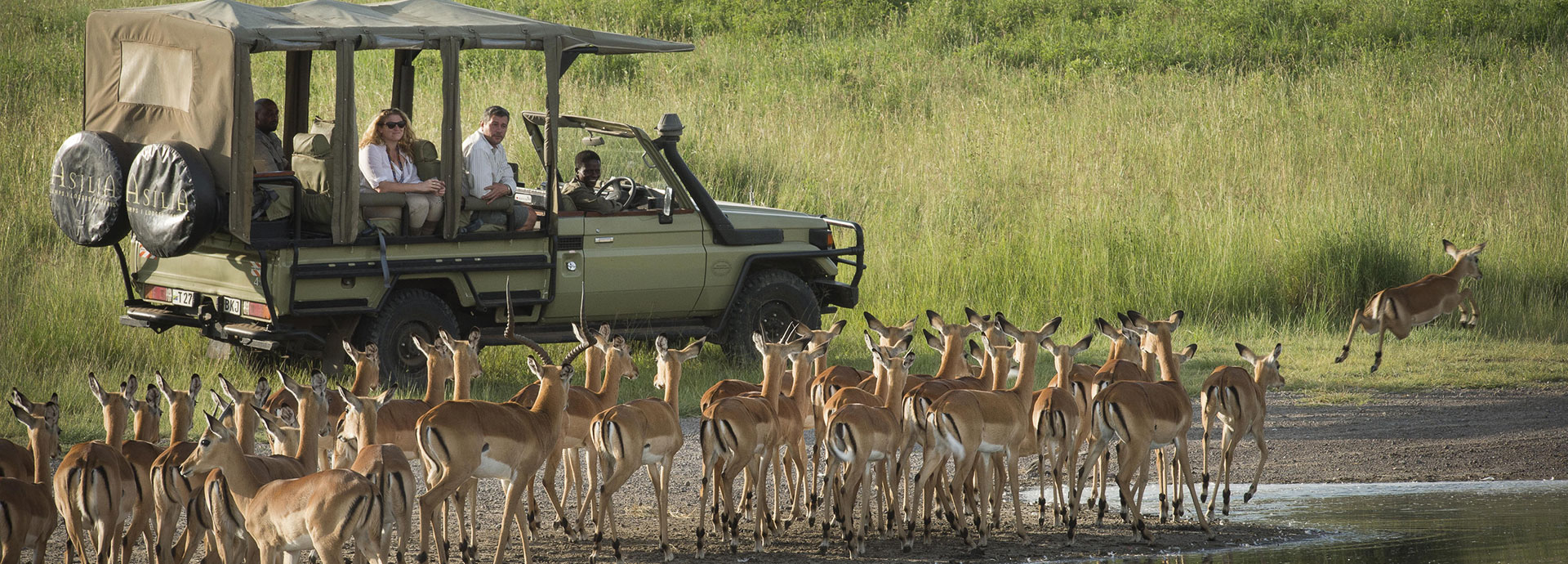 Tourists watching a herd of gazelle on a Serengeti safari