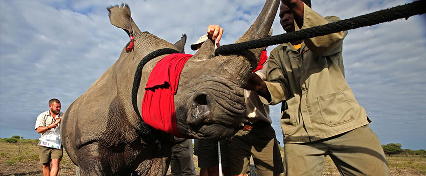 Rhino notching programme to prevent poaching