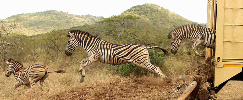Grevys zebra being released as part of wildlife conservation efforts in Laikipia, Kenya