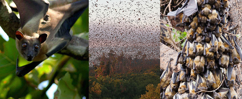 African straw-coloured fruit bats migrate in their thousands across Kasanka National Park in Zambia