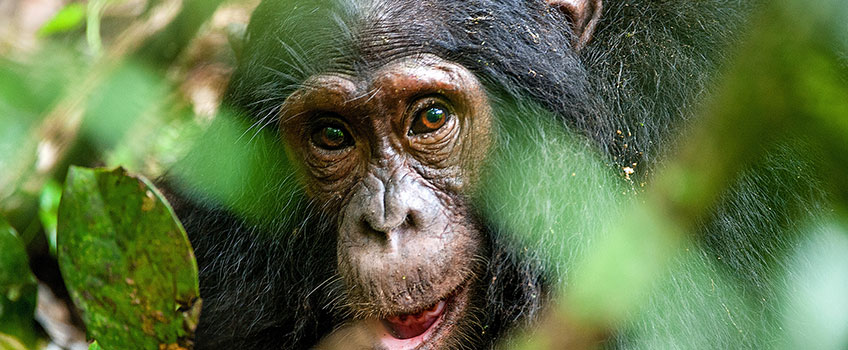 Portrait of a chimpanzee in Kibale National Park