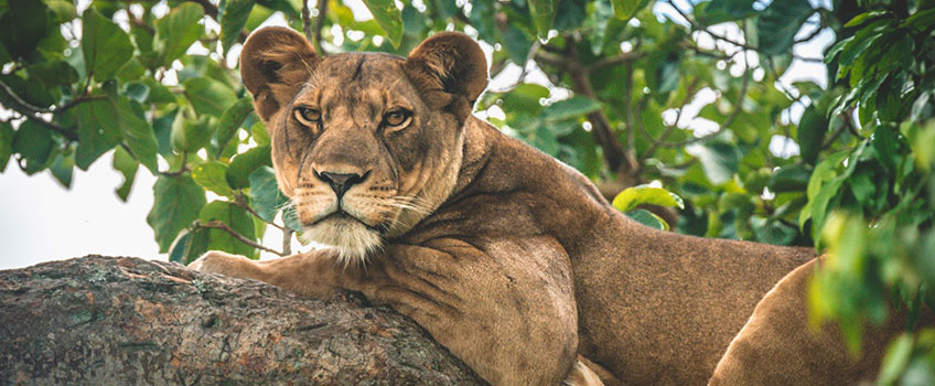 An unusual tree-climbing lion in Queen Elizabeth National Park, Uganda