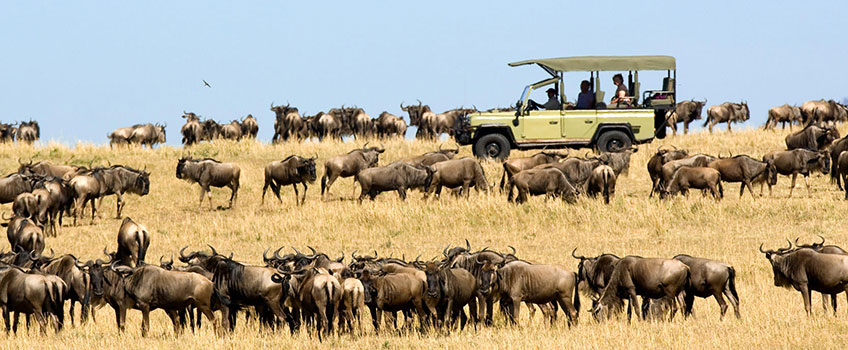 A game drive through the Great Migration in Kenya