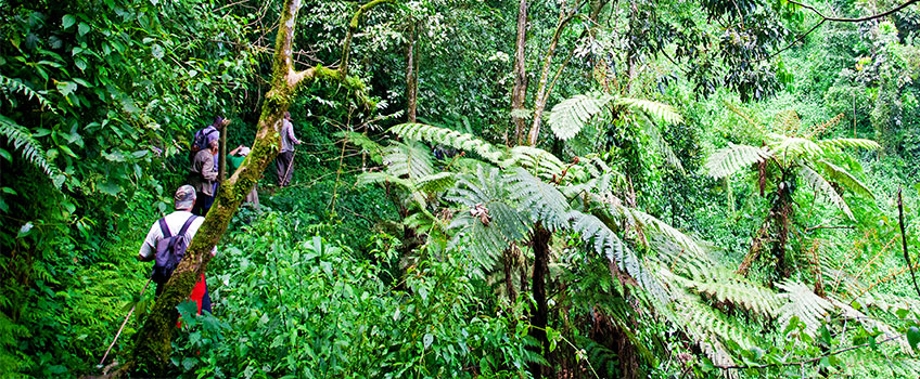Gorilla safaris require hiking for up to several hours along jungle pathways