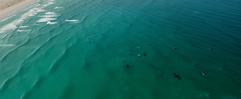 Southern right whales along the shores of Cape Town's Hermanus in South Africa