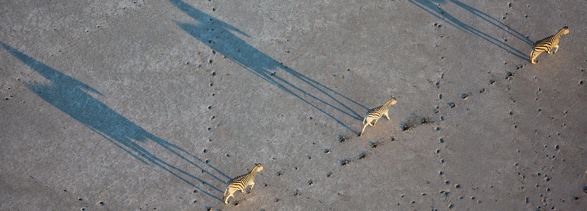 A zebra migration wondering across the Makgadikgadi Salt Pans in Botswana