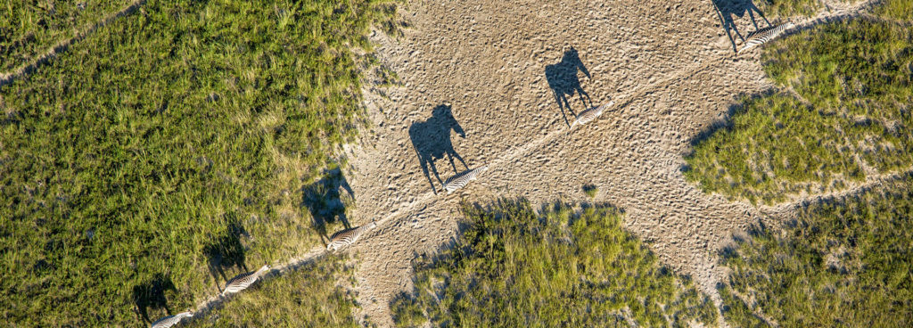 Zebra wander across grassy plains casting shadows on the ground