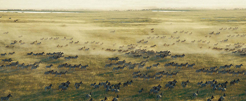 A large herd of zebra on migration across the grasslands of Botswana