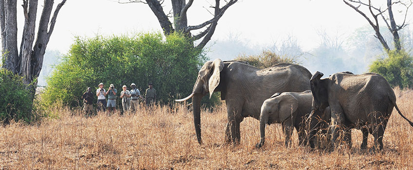 A group on a walking safari watching elephants