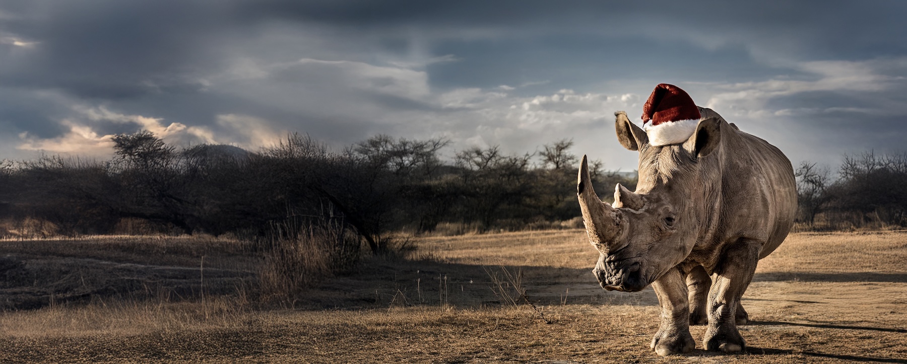 Christmas safari gift ideas. Rhino wearing Santa hat