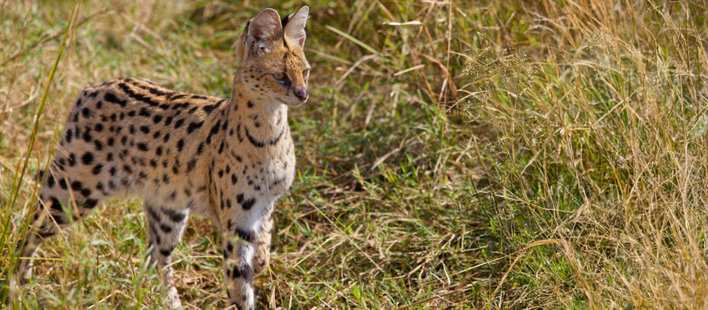 Viet on the Masai Mara, viewed on a big cat safari.